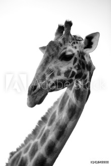 Bild på Kenya Africa